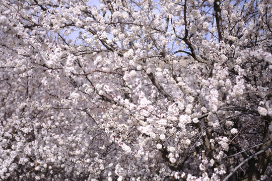 野杏树