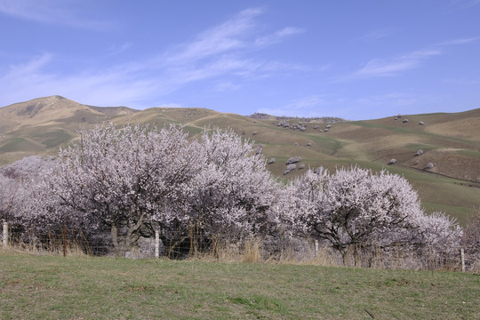 野杏树