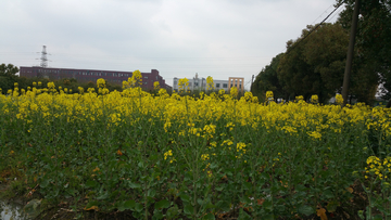 油菜花