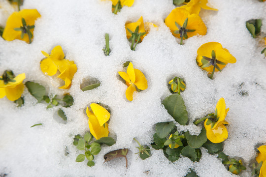 雪地黄花