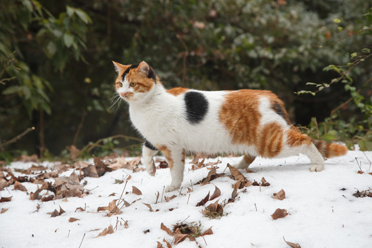 雪地猫