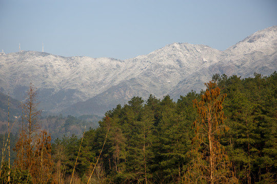 衡山雪景雾松