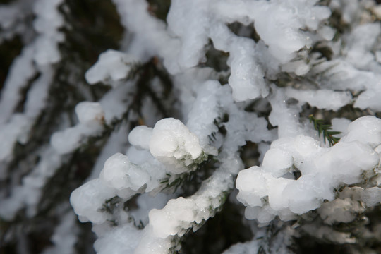 衡山雪景雾松