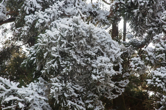 衡山雪景雾松