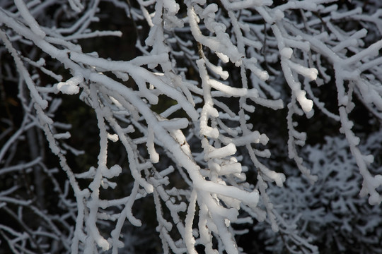 衡山雪景雾松