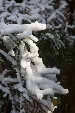 衡山雪景雾松