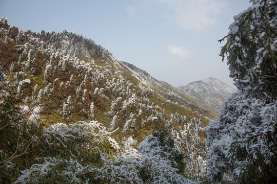 衡山雪景雾松