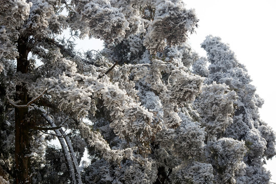 衡山雪景雾松