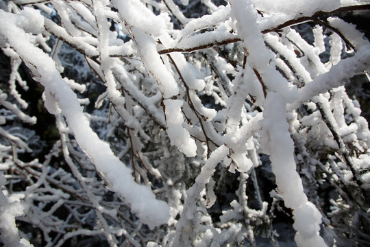 衡山雪景雾松