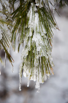 衡山雪景雾松