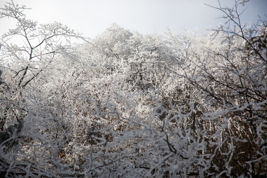 衡山雪景雾松