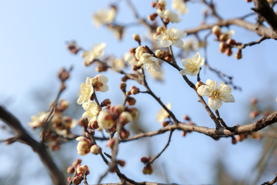 梅花