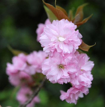 日本樱花