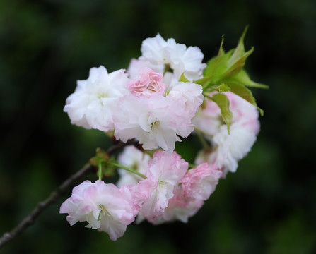 日本樱花