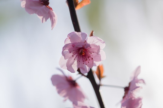 桃花