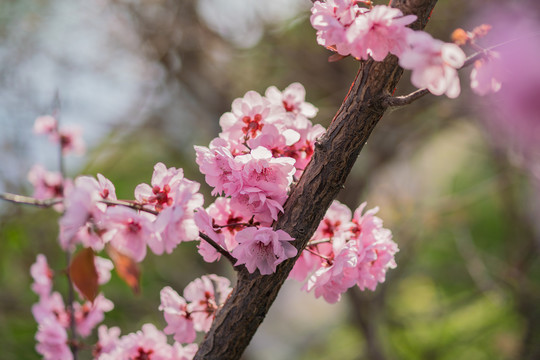 桃花