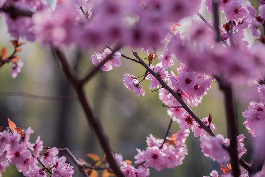 桃花