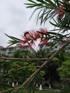 朱缨花