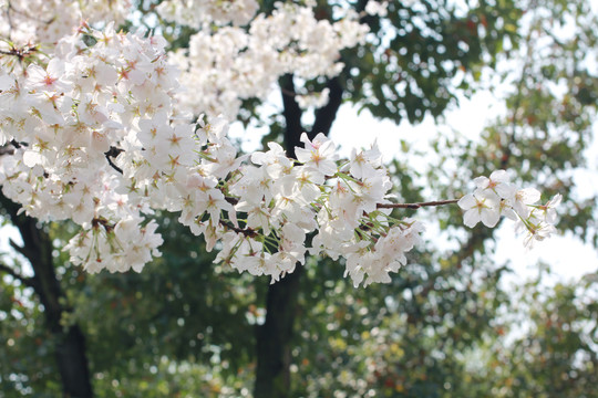 樱花