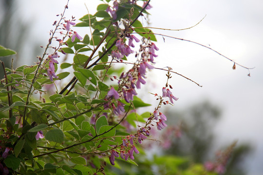 路边的花