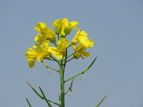 油菜花