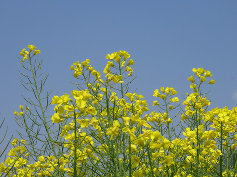 油菜花