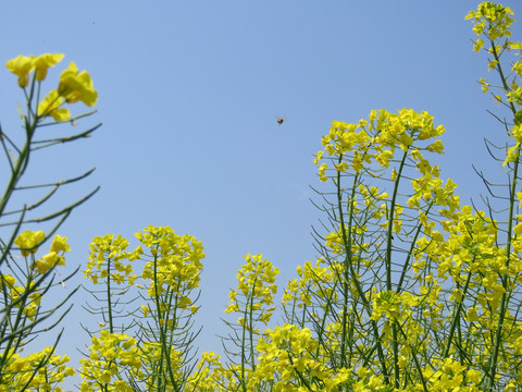 油菜花