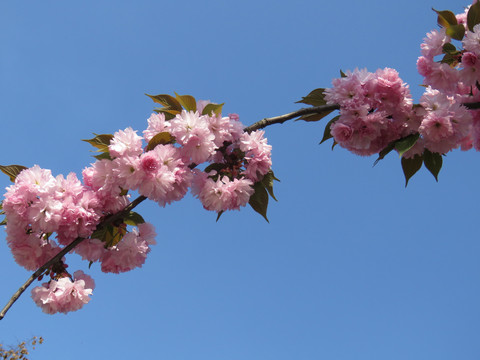 樱花特写