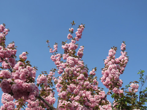 樱花特写