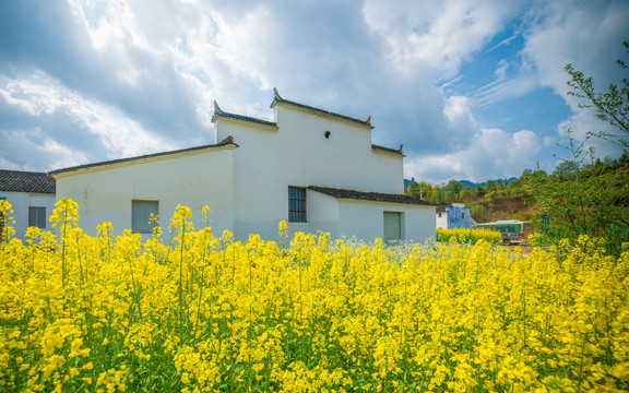 江南建筑油菜花