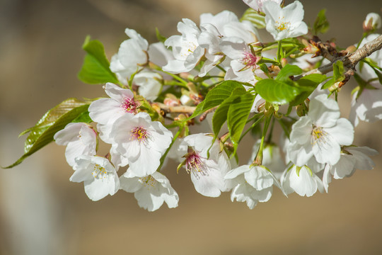 樱花