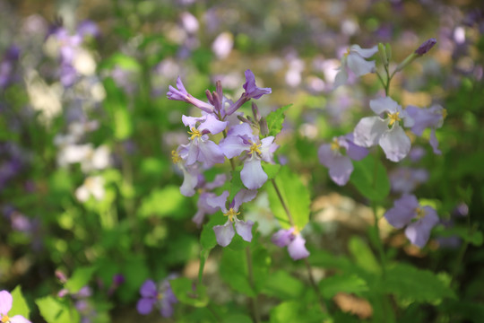 二月花