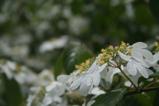 蝴蝶戏珠花