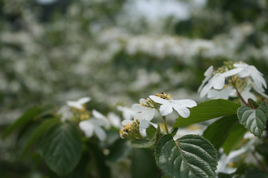 蝴蝶戏珠花