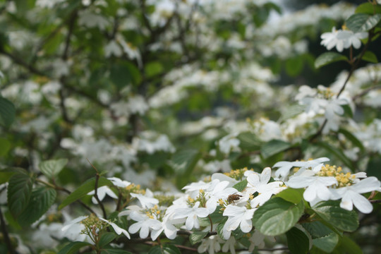 蝴蝶戏珠花