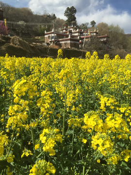 油菜花盛开的藏式村落
