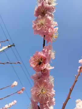 蜜蜂桃花开