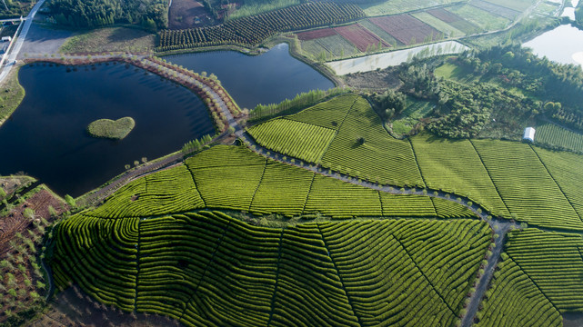 茶叶基地风光