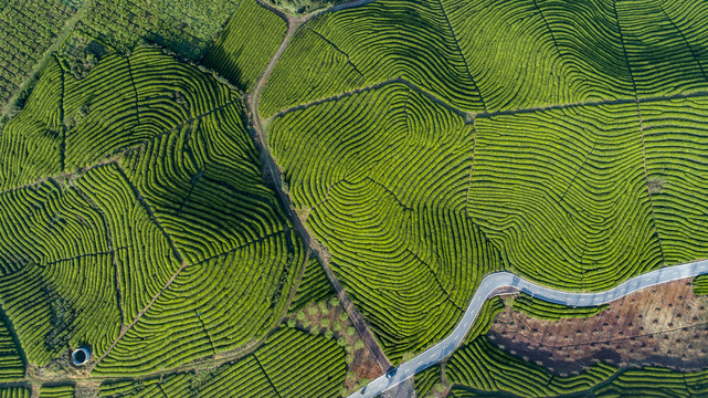 茶山俯瞰