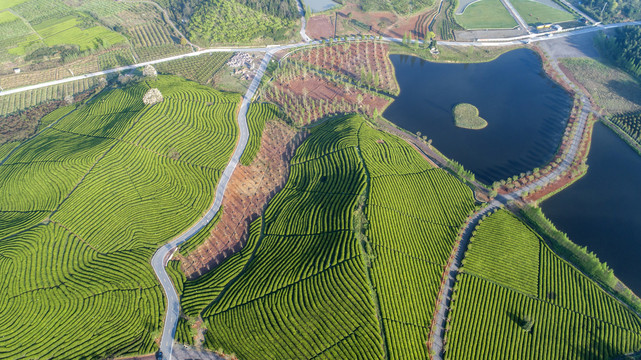 茶山风光