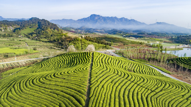 茶山