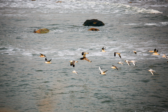 海面上飞行的海鸥