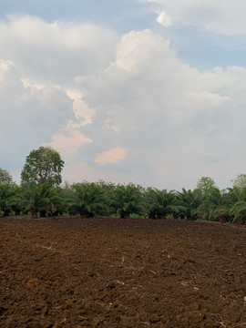 柬埔寨农村田地
