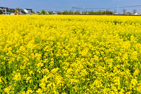 油菜花田