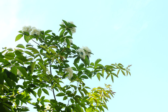 木香花