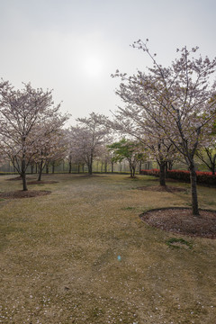 草地樱花树