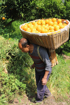 背橙客