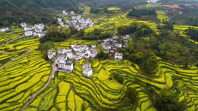 江岭油菜花景区