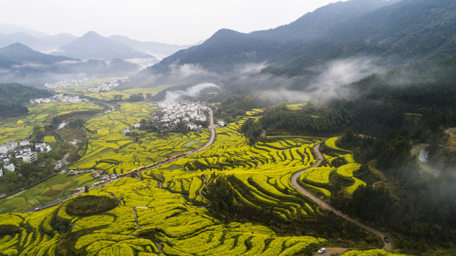 江岭油菜花景区