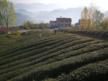 茶山春天